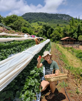 3ª Mostra Rural de Socorro (SP) valoriza a cultura da roça 1 Turismo de Socorro | rascunho automatico image 2
